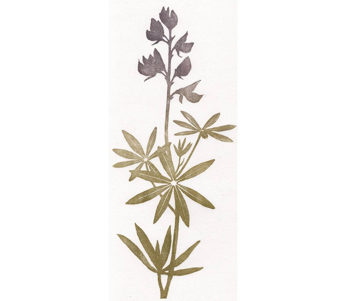 “Lupinus” - Kristen Etmund